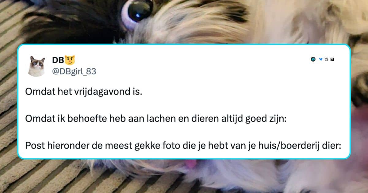 Grappige dierenfoto's