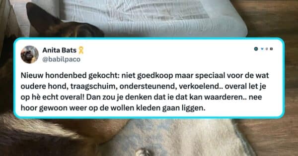 Honden