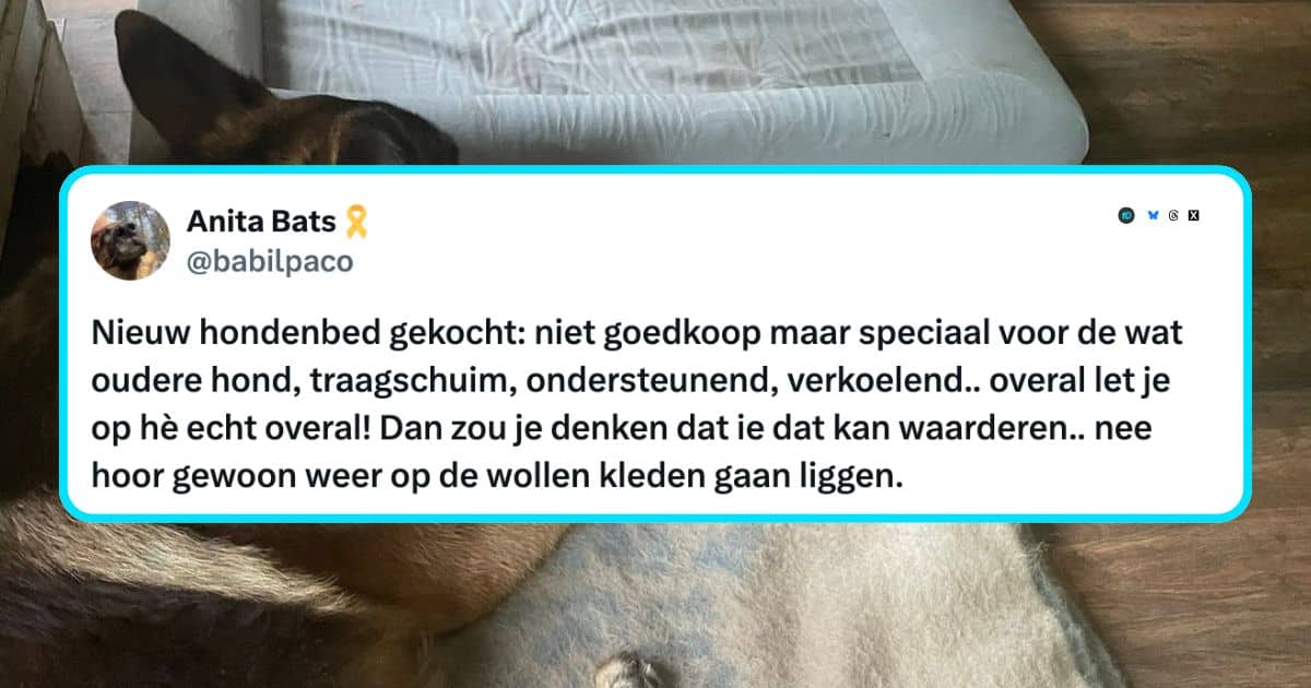Honden