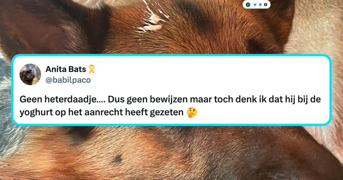 Honden