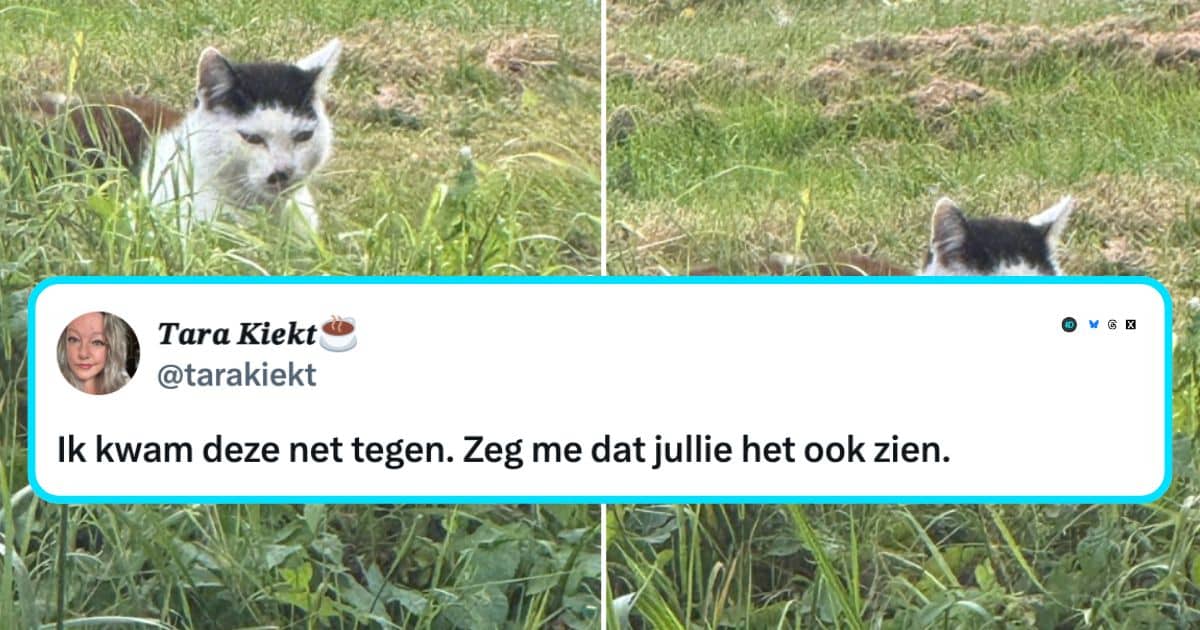 Katten
