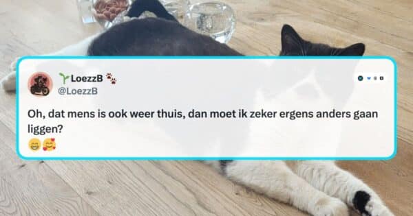 Katten