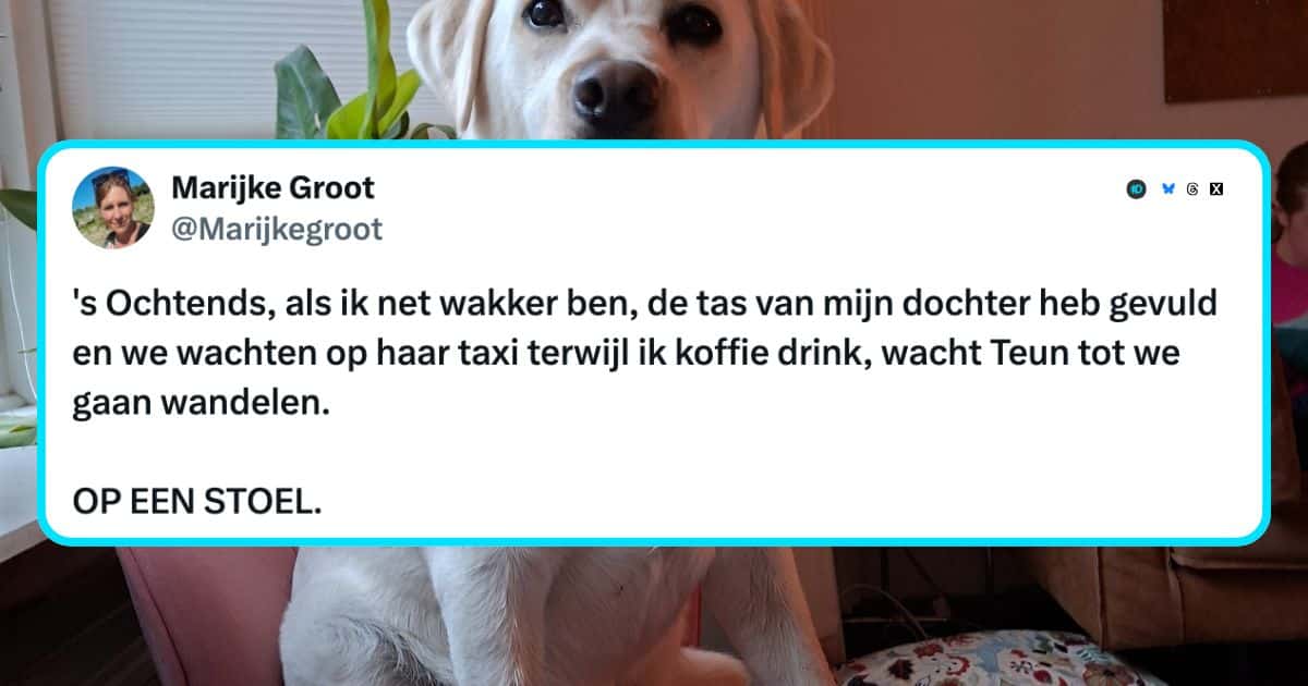 Honden