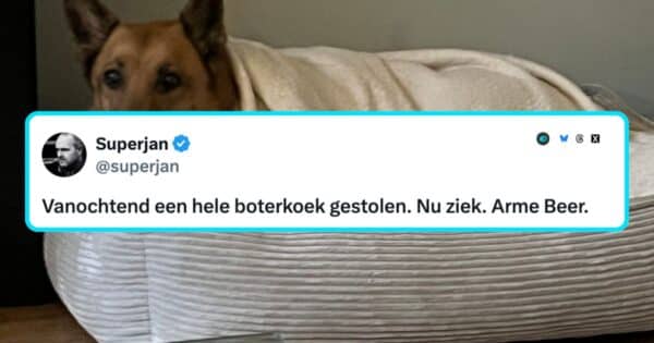 Honden