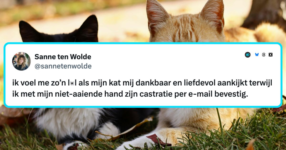 Katten compilatie