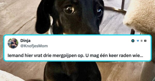 Honden